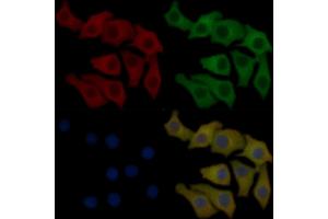 PLCG2 Mouse Monoclonal Antibody staining Hela cells by IF/ICC. (Phospholipase C gamma 2 anticorps  (C-Term))
