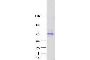 Validation with Western Blot