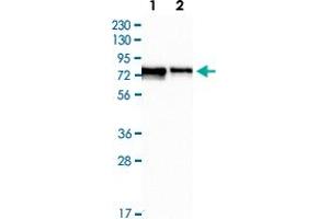 Western Blot (Cell lysate) analysis of Lane 1: RT-4 cell lysate, Lane 2: U-251 MG cell lysate with FMR1 polyclonal antibody  at 1:250 - 1:500 dilution. (FMR1 anticorps)
