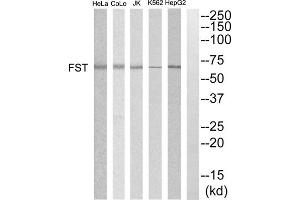 Western blot analysis of extracts from HepG2, K562, COLO205, Jurkat and HeLa cells, using FST antibody. (Follistatin anticorps  (Internal Region))