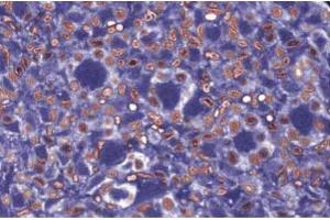 Immunofluorescence staining for NuMA in rabbit kidney. (NUMA1 anticorps  (AA 10-189))