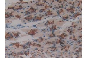 Detection of ASGR1 in Mouse Stomach Tissue using Polyclonal Antibody to Asialoglycoprotein Receptor 1 (ASGR1)