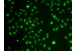 Immunofluorescence analysis of MCF-7 cells using POU6F1 antibody (ABIN5974401). (POU6F1 anticorps)