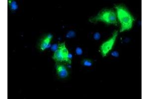 Immunofluorescence (IF) image for anti-Potassium Inwardly-Rectifying Channel, Subfamily J, Member 3 (KCNJ3) (AA 279-501) antibody (ABIN1491310)