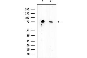 Western blot analysis of lysates from various samples, using AKT1 Mouse Monoclonal Antibody at 1/1000 dilution.