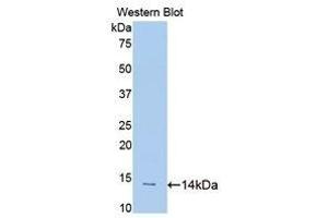 Western Blotting (WB) image for anti-Slit Homolog 1 (SLIT1) (AA 3-112) antibody (ABIN1176122)