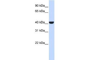 WB Suggested Anti-ERLIN2 Antibody Titration: 0. (ERLIN2 anticorps  (Middle Region))