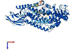 AlphaFold protein structure predicition of Human Recombinant ALOX12B Protein, UniprotID O75342