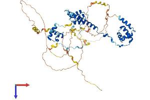 AlphaFold protein structure predicition of Mouse Recombinant Rcor2 Protein, UniprotID Q8C796