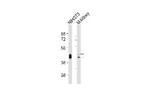 All lanes : Anti-Bmi1 Antibody (Center) at 1:2000 dilution Lane 1: NIH/3T3 whole cell lysates Lane 2: mouse kidney lysates Lysates/proteins at 20 μg per lane. (BMI1 anticorps  (AA 109-143))