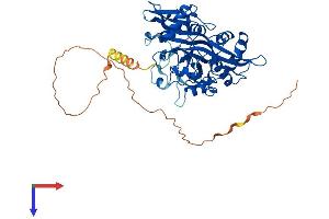 AlphaFold protein structure predicition of Human Recombinant NMT1 Protein, UniprotID P30419