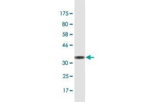 Western Blot detection against Immunogen (35.