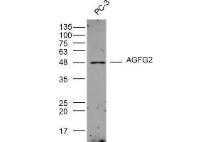 PC-3 lysates probed with AGFG2 Polyclonal Antibody, Unconjugated  at 1:300 dilution and 4˚C overnight incubation. (AGFG2 anticorps  (AA 381-481))