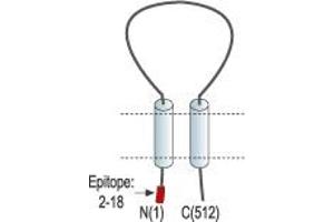 anti-Amiloride-Sensitive Cation Channel 1, Neuronal (ACCN1) (AA 2-18), (Intracellular), (N-Term) antibody