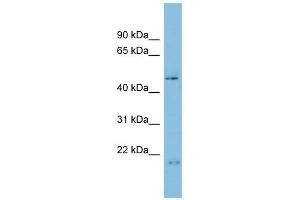 C17orf75 antibody used at 1 ug/ml to detect target protein. (C17orf75 anticorps  (N-Term))