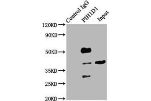 Immunoprecipitating PIH1D1 in Hela whole cell lysate Lane 1: Rabbit control IgG (1 μg) instead of ABIN7163449 in Hela whole cell lysate.