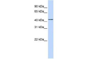 ACTR2 antibody used at 1 ug/ml to detect target protein.