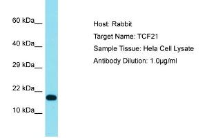 Host:  Rabbit  Target Name:  TCF21  Sample Type:  Hela Whole cell lysates  Antibody Dilution:  1. (TCF21 anticorps  (N-Term))