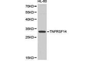 Western Blotting (WB) image for anti-Tumor Necrosis Factor Receptor Superfamily, Member 14 (TNFRSF14) antibody (ABIN1875130) (HVEM anticorps)