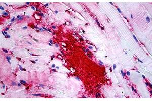 Mouse Muscle: Formalin-Fixed, Paraffin-Embedded (FFPE) (APOA1 anticorps)