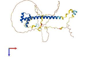 AlphaFold protein structure predicition of Human Recombinant TLX1 Protein, UniprotID P31314