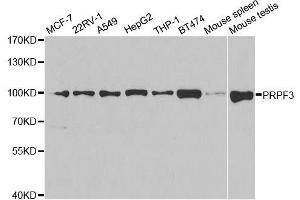 Western blot analysis of extracts of various cell lines, using PRPF3 antibody. (PRPF3 anticorps  (AA 1-280))