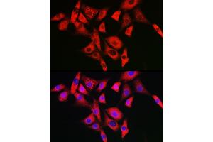Immunofluorescence analysis of NIH/3T3 cells using NLRP2 Rabbit pAb (ABIN7268939) at dilution of 1:100 (40x lens). (NLRP2 anticorps  (AA 1-220))