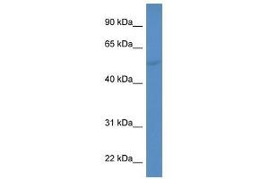 Western Blot showing CYP2A6 antibody used at a concentration of 1-2 ug/ml to detect its target protein.