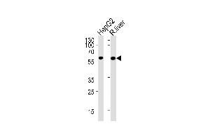 GCK Antibody (M1) (ABIN392390 and ABIN2842018) western blot analysis in HepG2 cell line and rat liver lysates (35 μg/lane). (GCK anticorps  (N-Term))