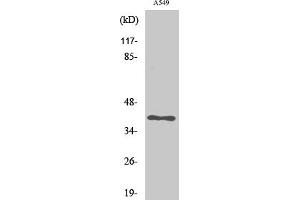 anti-Ubiquitin Specific Peptidase 50 (USP50) (AA 220-300) antibody