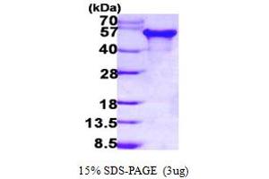 SDS-PAGE (SDS) image for Microtubule-Associated Protein tau (MAPT) (AA 1-383) protein (His tag) (ABIN7279235)