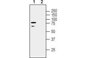 anti-Leucine Rich Repeat and Ig Domain Containing 1 (LINGO1) (AA 507-521), (Extracellular) antibody