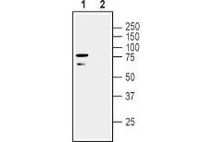 Western blot analysis of human SH-SY5Y neuroblastoma cell line lysate: - 1. (LINGO1 anticorps  (Extracellular, N-Term))
