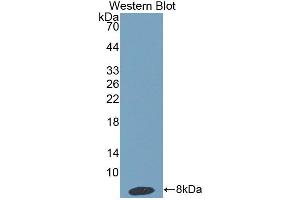 Western blot analysis of the recombinant protein. (HPR anticorps  (AA 30-85))