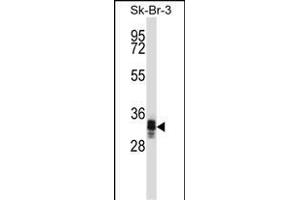 UBXN10 Antibody (Center) (ABIN1537898 and ABIN2849326) western blot analysis in SK-BR-3 cell line lysates (35 μg/lane). (UBXN10 anticorps  (AA 157-185))