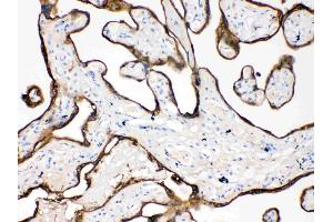 Cytokeratin 18 was detected in paraffin-embedded sections of human placenta tissues using rabbit anti- Cytokeratin 18 Antigen Affinity purified polyclonal antibody (Catalog # ) at 1 µg/mL.
