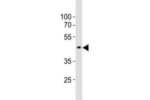 Western blot testing of EED antibody at 1:1000 dilution + mouse brain lysate; Predicted molecular weight: 50 kDa (isoform 1), 53 kDa (isoform 2), 46 kDa (isoform 3).