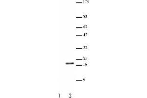 Histone H3 acetyl Lys23 pAb tested by Western blot. (Histone 3 anticorps  (H3K23ac))