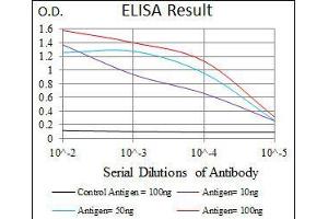 anti-V-Raf-1 Murine Leukemia Viral Oncogene Homolog 1 (RAF1) antibody
