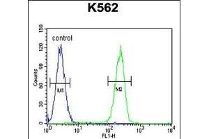 RPL27A Antibody (C-term) (ABIN654891 and ABIN2844541) flow cytometric analysis of K562 cells (right histogram) compared to a negative control cell (left histogram).
