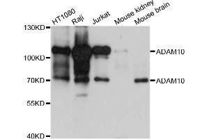 Western blot analysis of extracts of various cell lines, using ADAM10 antibody. (ADAM10 anticorps)