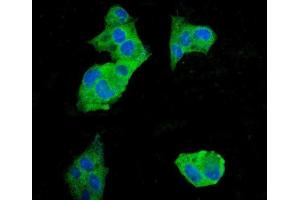 IF analysis of EEF2 using anti-EEF2 antibody (ABIN7603141). (EEF2 anticorps  (N-Term))