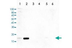 Western Blot (Cell lysate) analysis of (1) 25 ug whole cell extracts of HeLa cells, (2) 15 ug histone extracts of HeLa cells treated with colcemid, (3) 1 ug of recombinant histone H2A, (4) 1 ug of recombinant histone H2B, (5) 1 ug of recombinant histone H3, and (6) 1 ug of recombinant histone H4. (HIST1H3A anticorps  (pThr11))