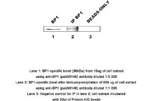 Image no. 1 for anti-Distal-Less Homeobox 4 (DLX4) (AA 1-60) antibody (ABIN363455) (DLX4 anticorps  (AA 1-60))