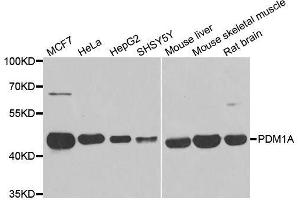 Western blot analysis of extracts of various cell lines, using PPM1A antibody.