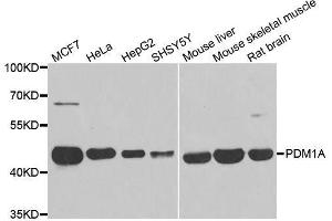 Western blot analysis of extracts of various cell lines, using PPM1A antibody. (PPM1A anticorps  (AA 1-382))