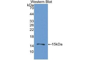 Western Blotting (WB) image for anti-Heat Shock 105kDa/110kDa Protein 1 (HSPH1) (AA 388-505) antibody (ABIN3201746) (HSPH1 anticorps  (AA 388-505))