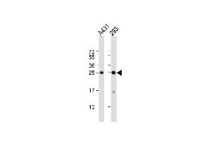 All lanes : Anti-H1FX Antibody (C-term) at 1:1000 dilution Lane 1: A431 whole cell lysate Lane 2: 293 whole cell lysate Lysates/proteins at 20 μg per lane. (H1FX anticorps  (C-Term))