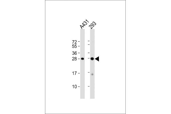 H1FX Antikörper  (C-Term)
