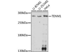 Western blot analysis of extracts of various cell lines, using TENM1 antibody (ABIN7270767) at 1:1000 dilution. (ODZ1/Teneurin 1 anticorps  (AA 350-540))